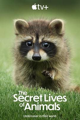 动物的秘密生活海报