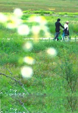 牵牛花2012海报